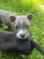 Zoey, a female American Pit Bull Terrier for sale in Rochester, NY – 2 of 8