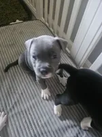 Stitch, a male American Pit Bull Terrier for sale in Rochester, NY – 5 of 5