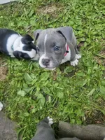 Zoey, a female American Pit Bull Terrier for sale in Rochester, NY – 7 of 8