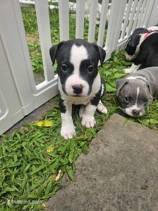Bruno – American Pit Bull Terrier puppy for sale in Rochester, NY