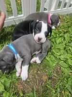 Stitch, a male American Pit Bull Terrier for sale in Rochester, NY – 3 of 5