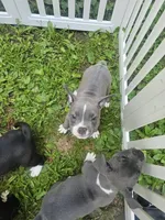 Zoey, a female American Pit Bull Terrier for sale in Rochester, NY – 8 of 8