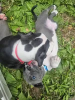 Bandit, a male American Pit Bull Terrier for sale in Rochester, NY – 8 of 10
