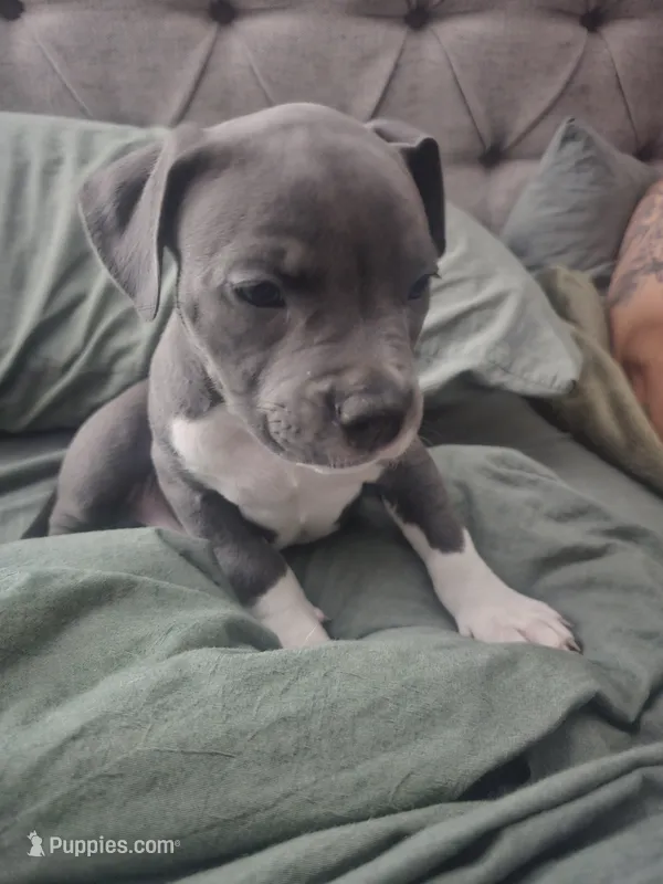 Stitch – American Pit Bull Terrier puppy for sale in Rochester, NY