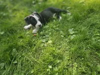 Bandit, a male American Pit Bull Terrier for sale in Rochester, NY – 4 of 10