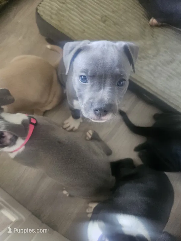 Stitch – American Pit Bull Terrier puppy for sale in Rochester, NY