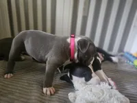 Zoey, a female American Pit Bull Terrier for sale in Rochester, NY – 6 of 7