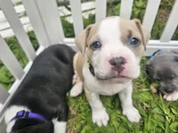 Zelda, a female American Pit Bull Terrier for sale in Rochester, NY – 1 of 9