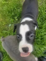 Bruno, a male American Pit Bull Terrier for sale in Rochester, NY – 5 of 9