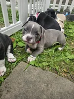 Zoey, a female American Pit Bull Terrier for sale in Rochester, NY – 1 of 7