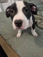 Bandit, a male American Pit Bull Terrier for sale in Rochester, NY – 2 of 10