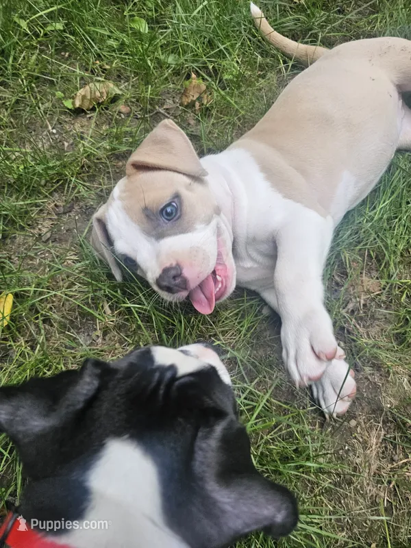 Zelda – American Pit Bull Terrier puppy for sale in Rochester, NY