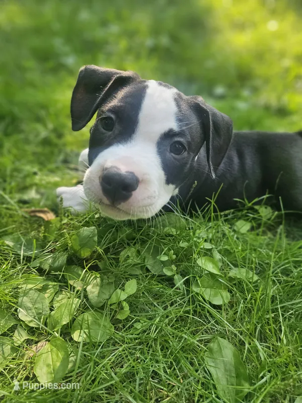 Bandit – American Pit Bull Terrier puppy for sale in Rochester, NY