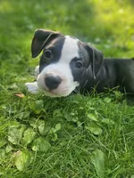Bandit, a male American Pit Bull Terrier for sale in Rochester, NY – 1 of 10