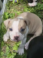 Zelda, a female American Pit Bull Terrier for sale in Rochester, NY – 7 of 9
