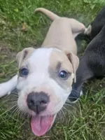 Zelda, a female American Pit Bull Terrier for sale in Rochester, NY – 2 of 9
