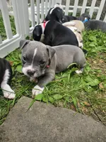 Zoey, a female American Pit Bull Terrier for sale in Rochester, NY – 2 of 7