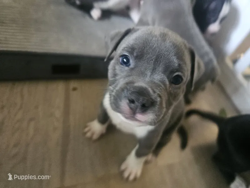 Stitch – American Pit Bull Terrier puppy for sale in Rochester, NY