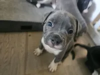 Stitch, a male American Pit Bull Terrier for sale in Rochester, NY – 1 of 5