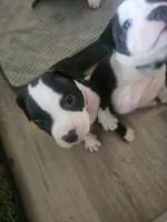Bandit, a male American Pit Bull Terrier for sale in Rochester, NY – 6 of 10