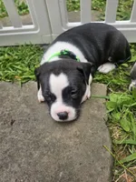 Bruno, a male American Pit Bull Terrier for sale in Rochester, NY – 6 of 9