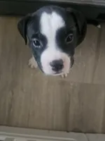 Bruno, a male American Pit Bull Terrier for sale in Rochester, NY – 2 of 5