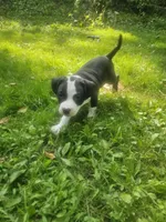 Bandit, a male American Pit Bull Terrier for sale in Rochester, NY – 2 of 10