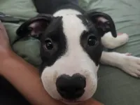 Bandit, a male American Pit Bull Terrier for sale in Rochester, NY – 4 of 5