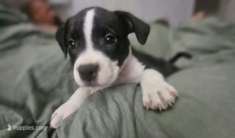 Lucy – American Pit Bull Terrier puppy for sale in Rochester, NY