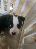 Bandit, a male American Pit Bull Terrier for sale in Rochester, NY – 7 of 10
