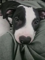 Bandit, a male American Pit Bull Terrier for sale in Rochester, NY – 2 of 5