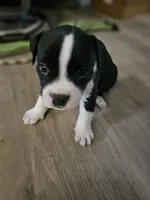 Lucy, a female American Pit Bull Terrier for sale in Rochester, NY – 6 of 7