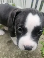 Bruno, a male American Pit Bull Terrier for sale in Rochester, NY – 7 of 9