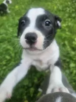 Bruno, a male American Pit Bull Terrier for sale in Rochester, NY – 2 of 9