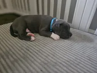 Stitch, a male American Pit Bull Terrier for sale in Rochester, NY – 4 of 5