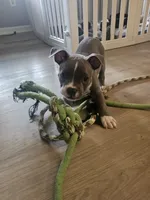 Zoey, a female American Pit Bull Terrier for sale in Rochester, NY – 5 of 8