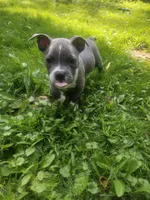 Zoey, a female American Pit Bull Terrier for sale in Rochester, NY – 3 of 8