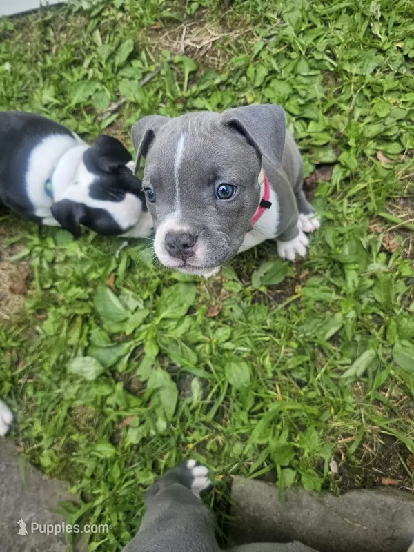 Zoey – American Pit Bull Terrier puppy for sale in Rochester, NY