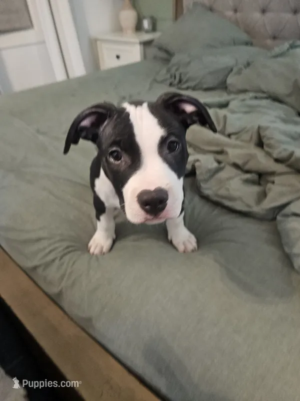 Bandit – American Pit Bull Terrier puppy for sale in Rochester, NY