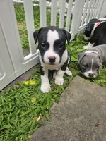 Bruno, a male American Pit Bull Terrier for sale in Rochester, NY – 4 of 9