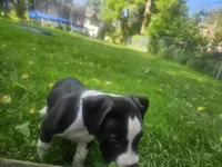 Bruno, a male American Pit Bull Terrier for sale in Rochester, NY – 3 of 9