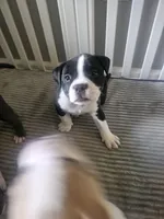 Lucy, a female American Pit Bull Terrier for sale in Rochester, NY – 4 of 7