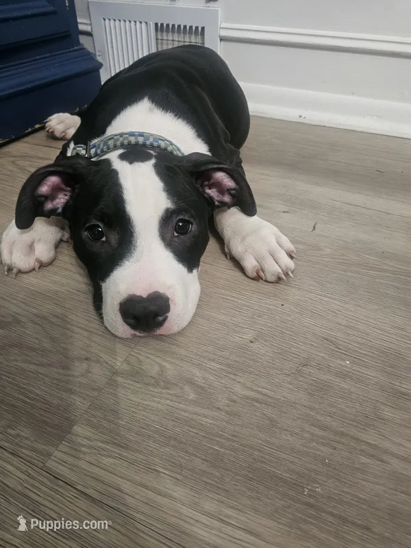 Bandit – American Pit Bull Terrier puppy for sale in Rochester, NY