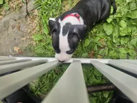 Bandit, a male American Pit Bull Terrier for sale in Rochester, NY – 4 of 7