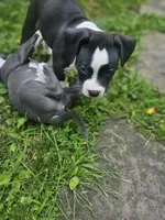 Bruno, a male American Pit Bull Terrier for sale in Rochester, NY – 9 of 9