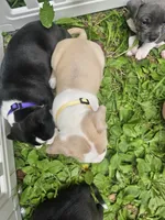 Zelda, a female American Pit Bull Terrier for sale in Rochester, NY – 4 of 7