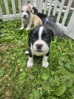 Lucy, a female American Pit Bull Terrier for sale in Rochester, NY – 2 of 7
