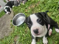 Bandit, a male American Pit Bull Terrier for sale in Rochester, NY – 9 of 10