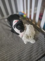 Bandit, a male American Pit Bull Terrier for sale in Rochester, NY – 2 of 7