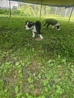 Bandit, a male American Pit Bull Terrier for sale in Rochester, NY – 10 of 10